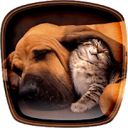 Кошки и собаки logo