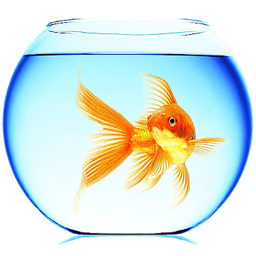 Золотая рыбка logo