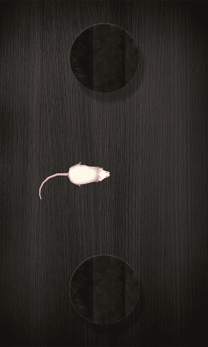 Мышь на экране для кота скриншот 2