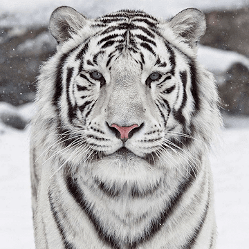 Белый Тигр logo