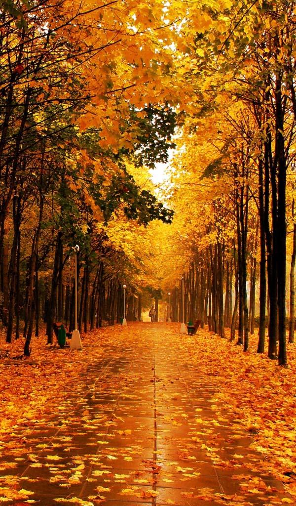 Фото Осень Золотая На Телефон Скачать Бесплатно