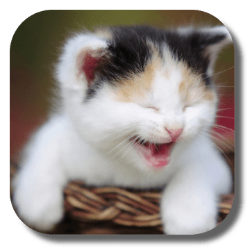 Смешные кошки logo