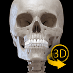 Скелет | 3D Анатомии logo