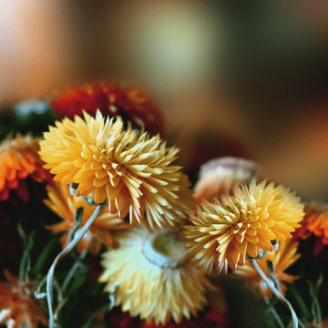 Осенние Цветы Фото Скачать Бесплатно