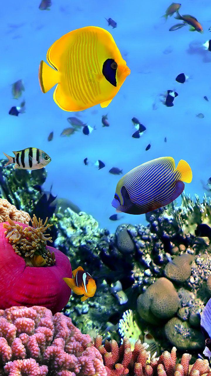 Рыбы Океанов скриншот 3