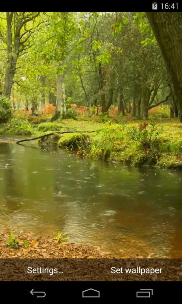 Живые обои дождь в лесу