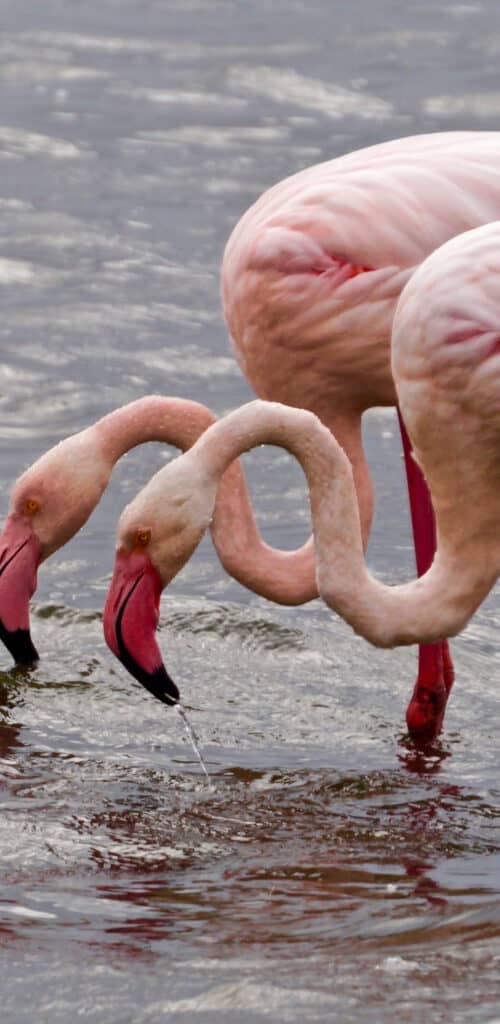 обои фламинго