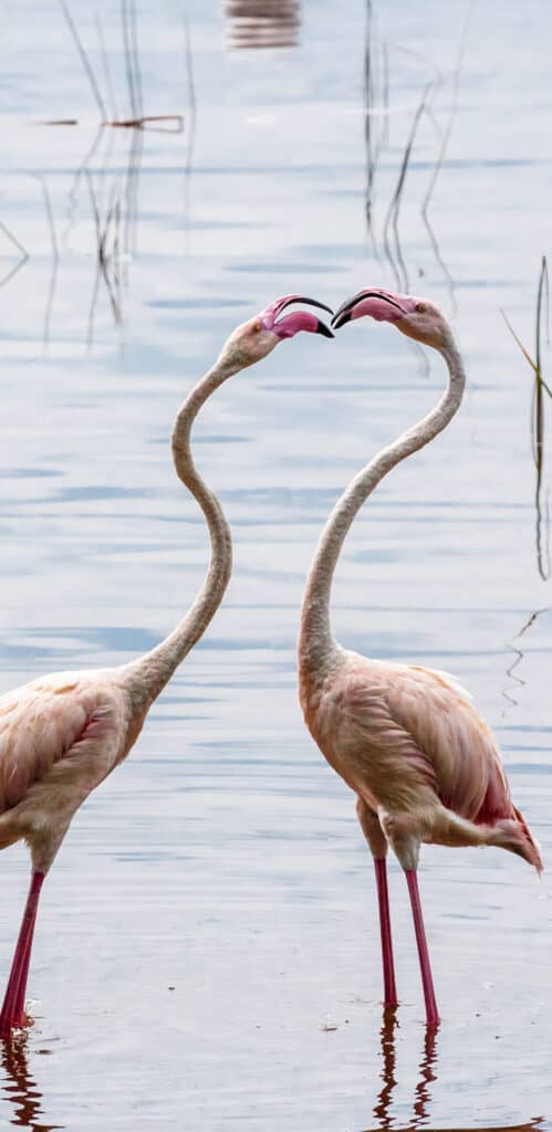 обои фламинго