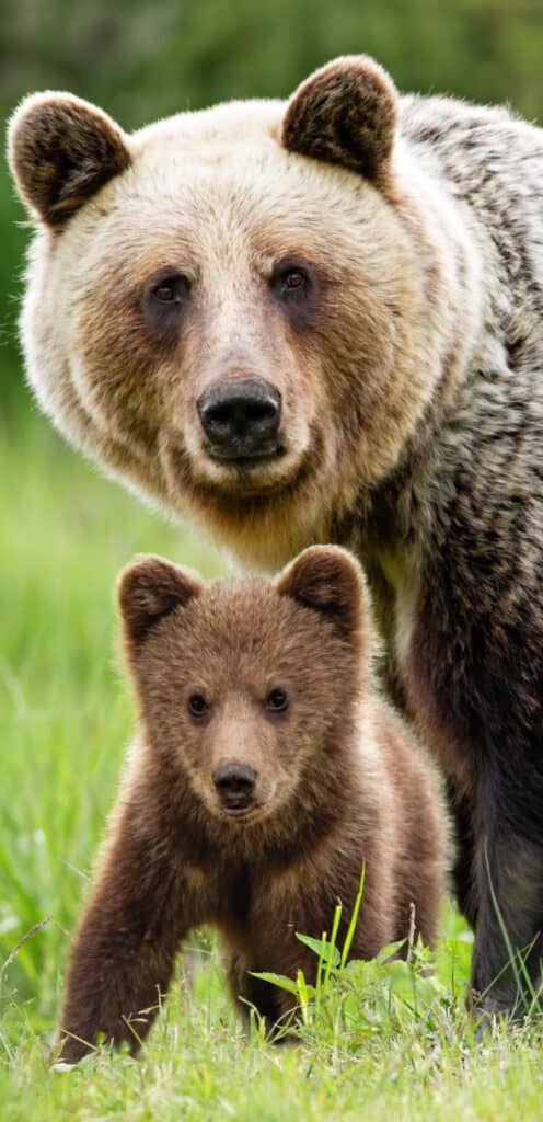 обои медведи