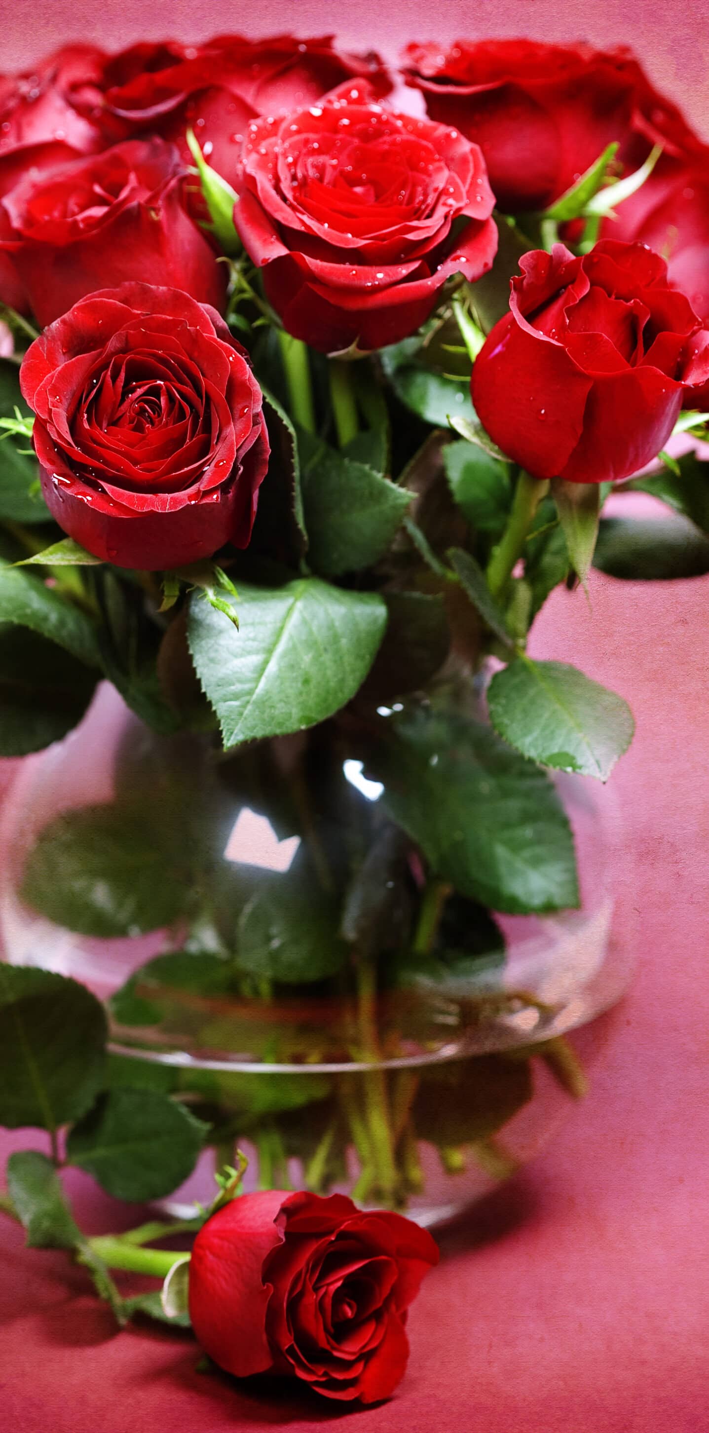 Красные розы заставка на айфон