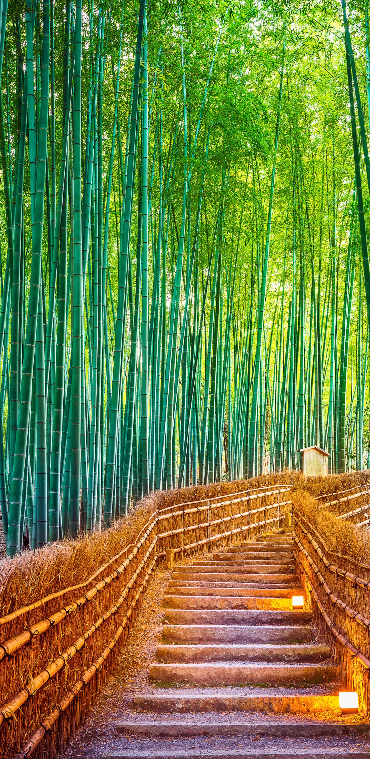 обои бамбуковый сад