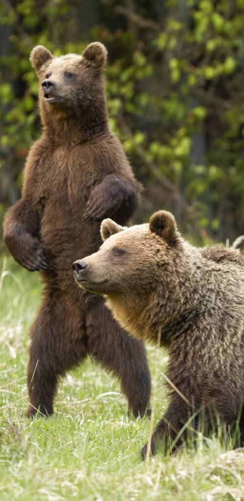 обои медведи