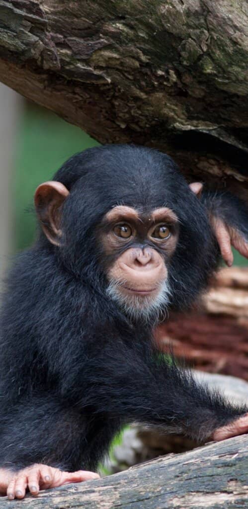 обои шимпанзе