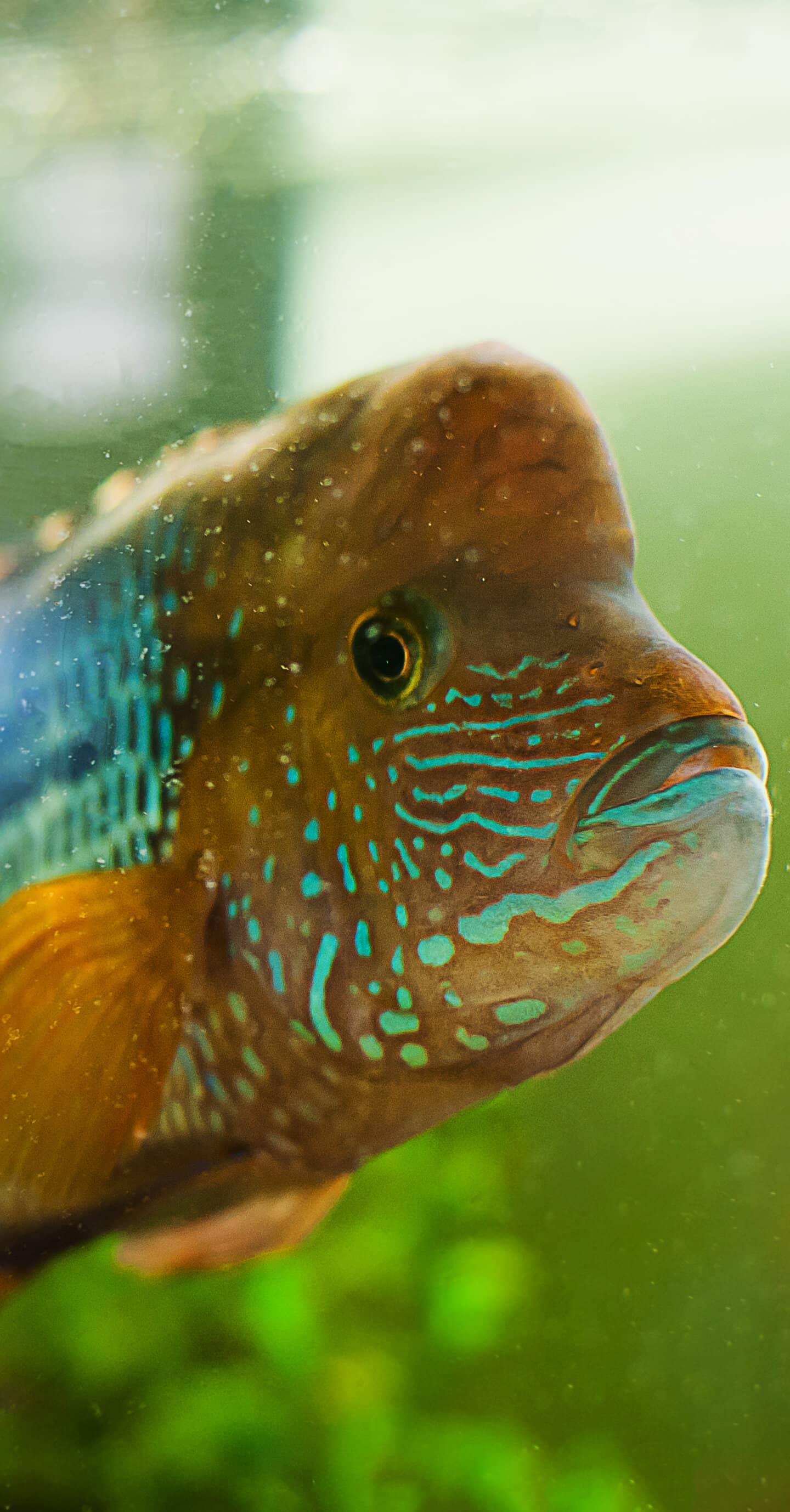 Фото рыбы на заставку телефона