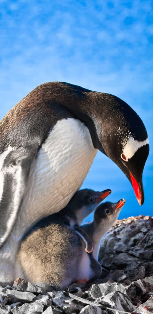 обои пингвины