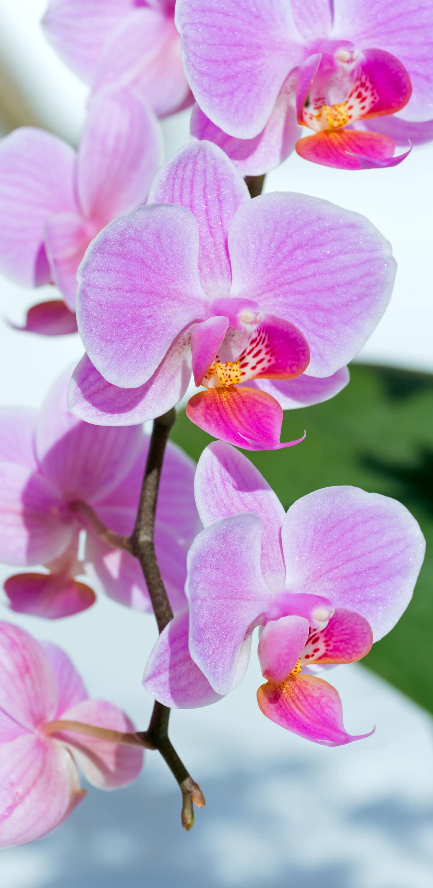картинки на телефон красивые орхидея