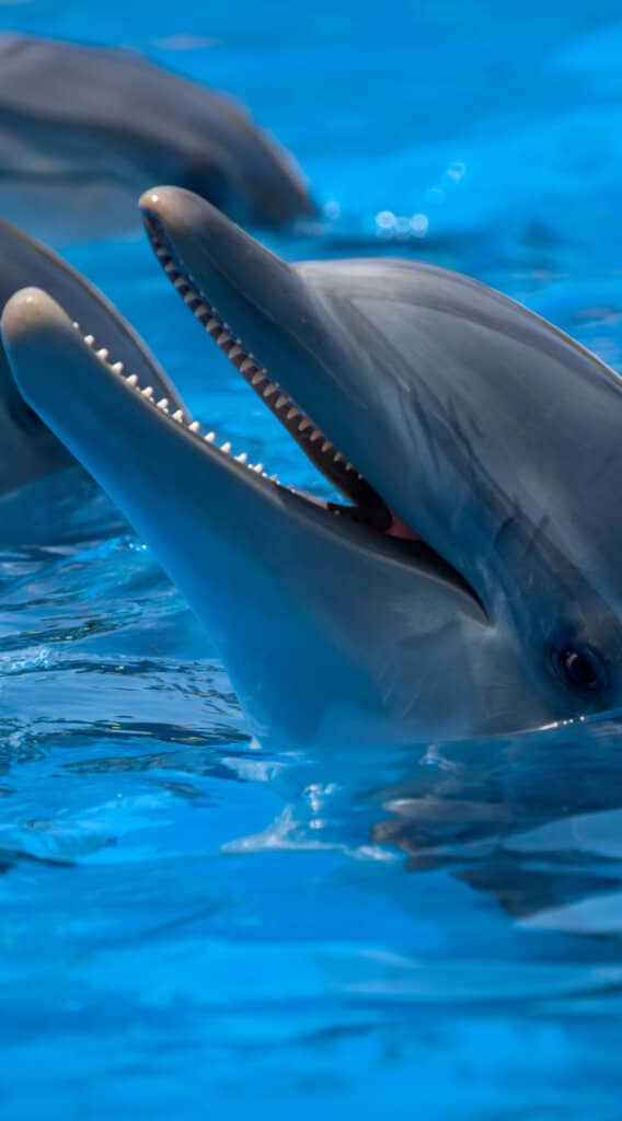 обои дельфин