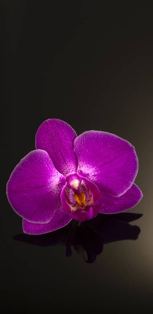 обои орхидея