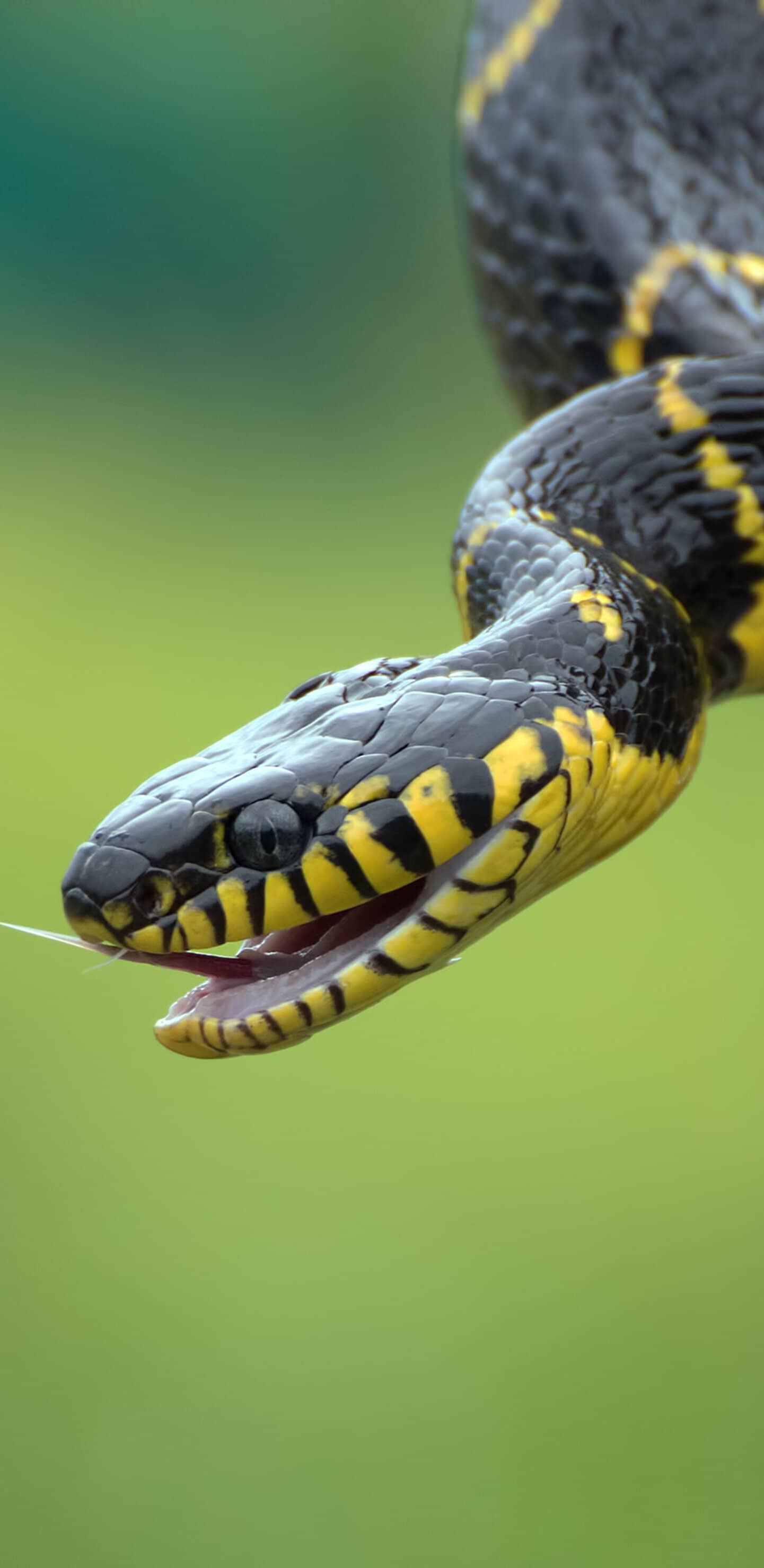 Синяя змея с желтыми полосками