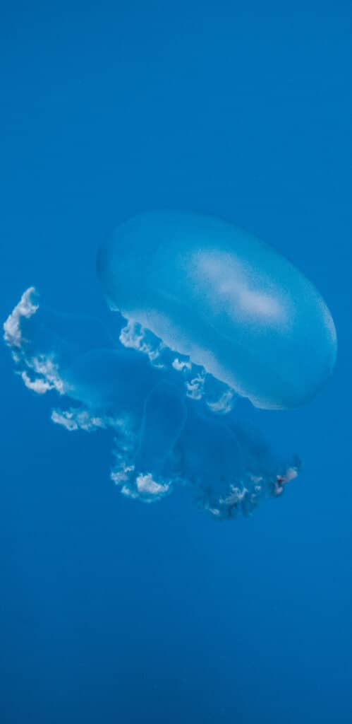 обои медуза
