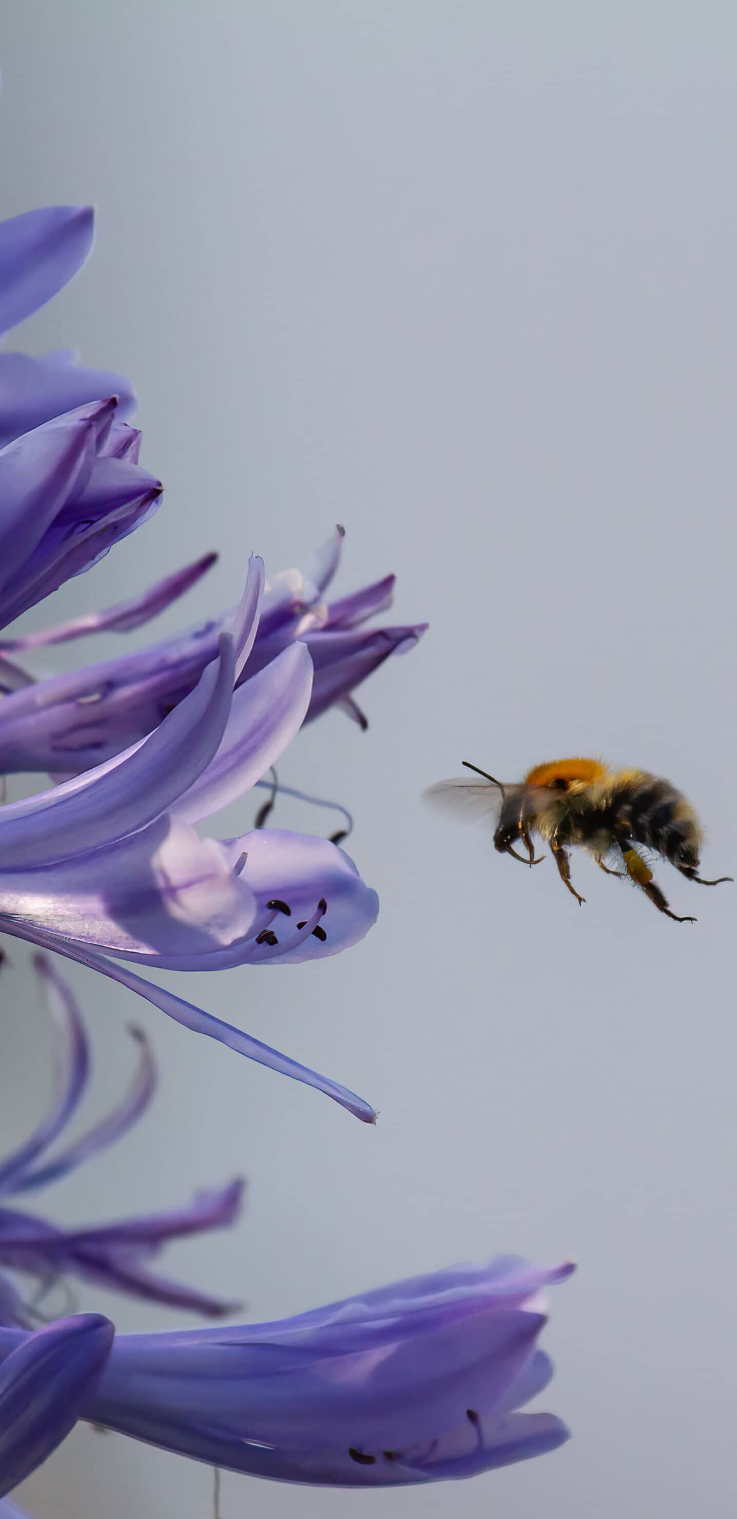 Обои цветок и пчела
