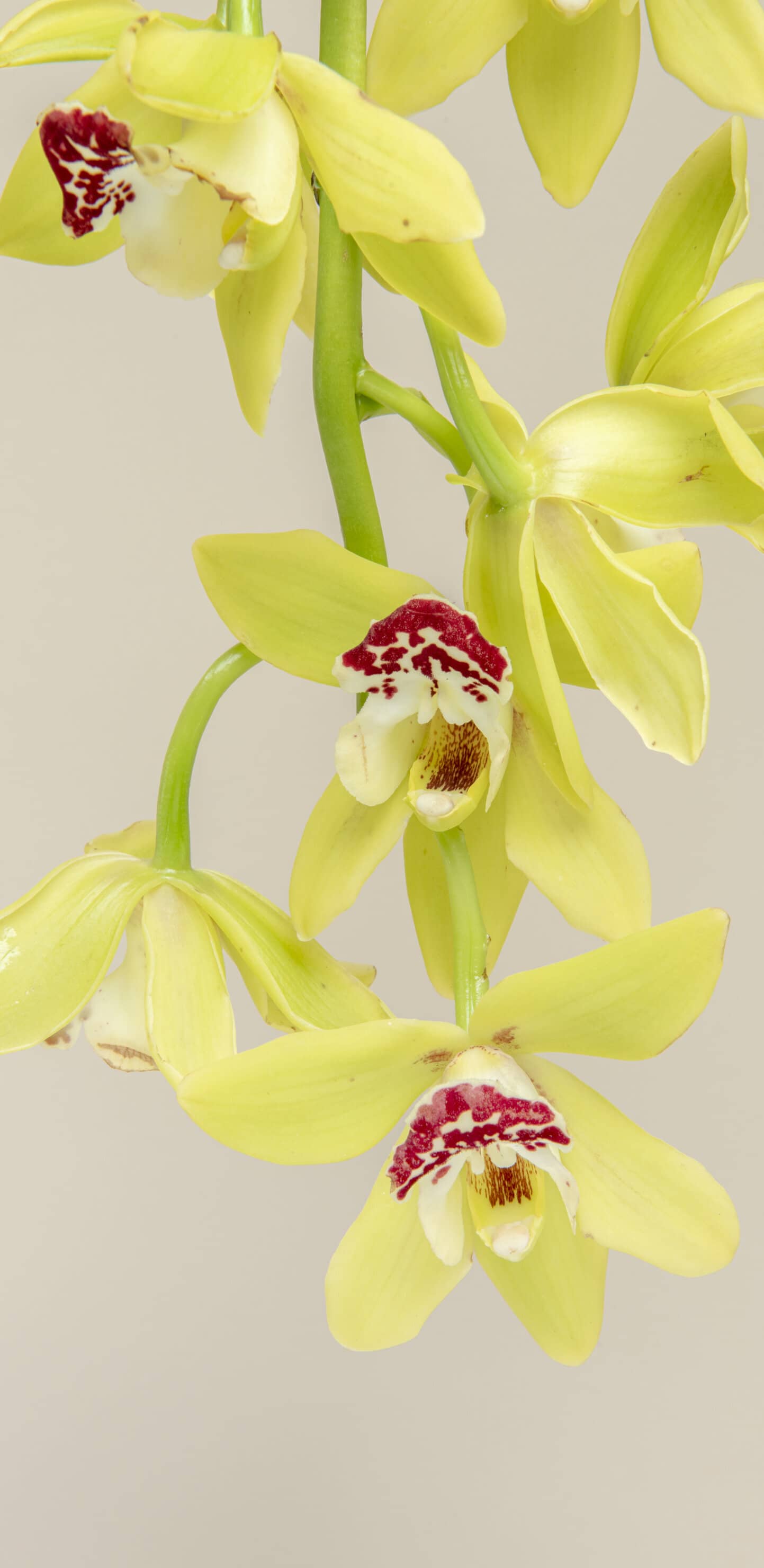 обои орхидеи