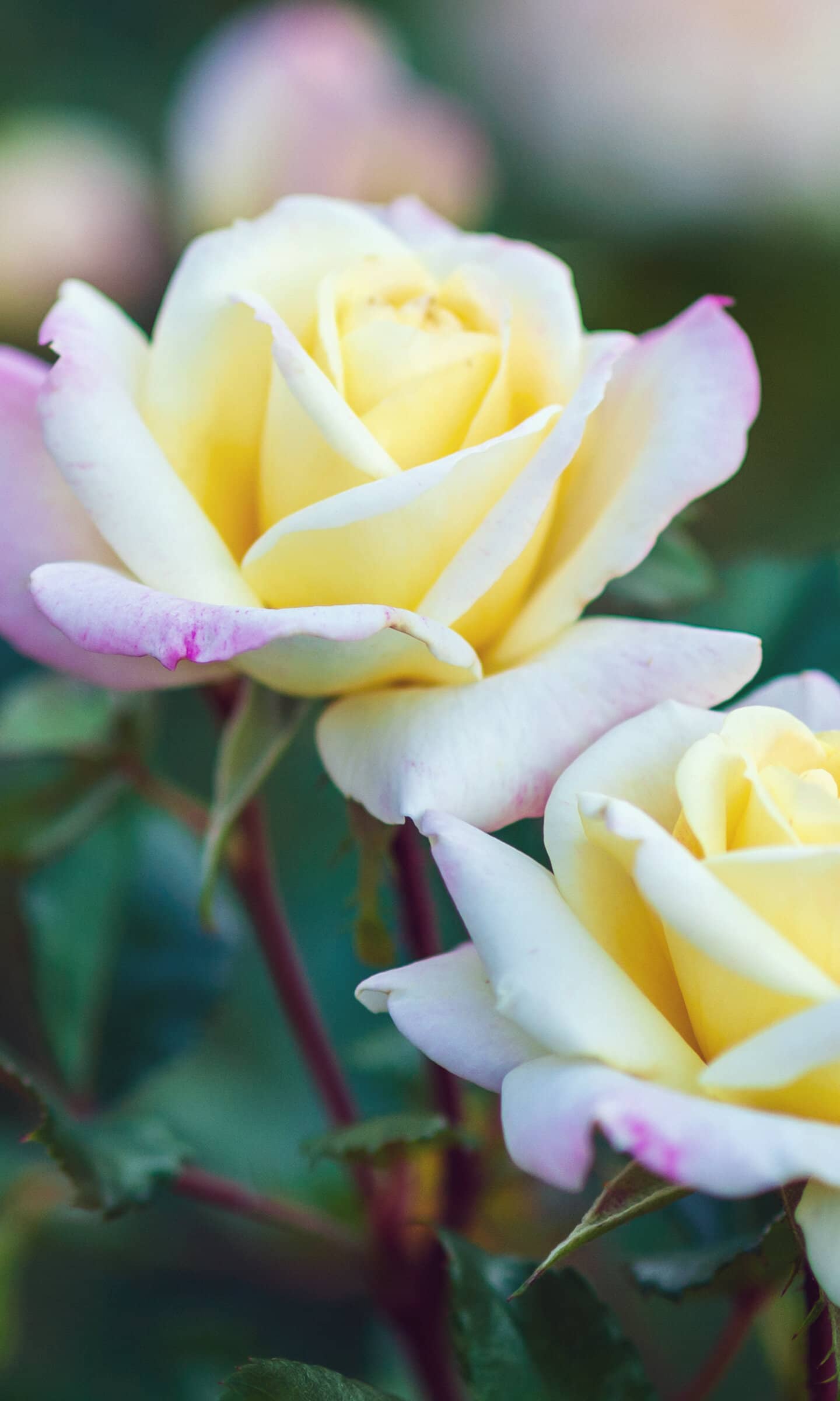 обои бело-желтая роза