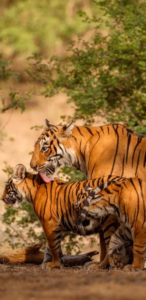 обои бенгальские тигры
