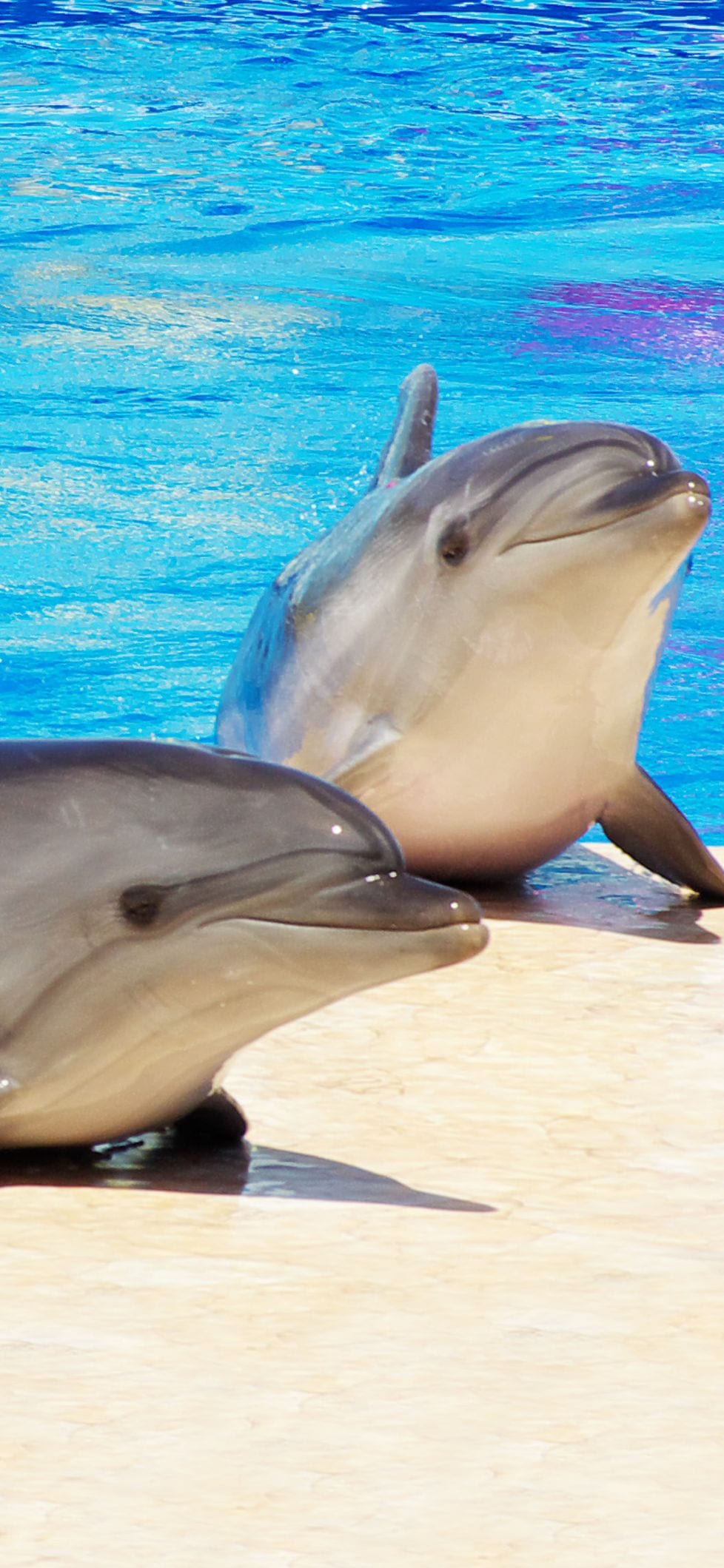 обои дельфины