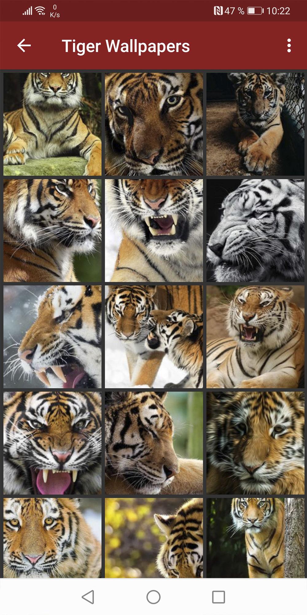 tigri oboi скриншот 3