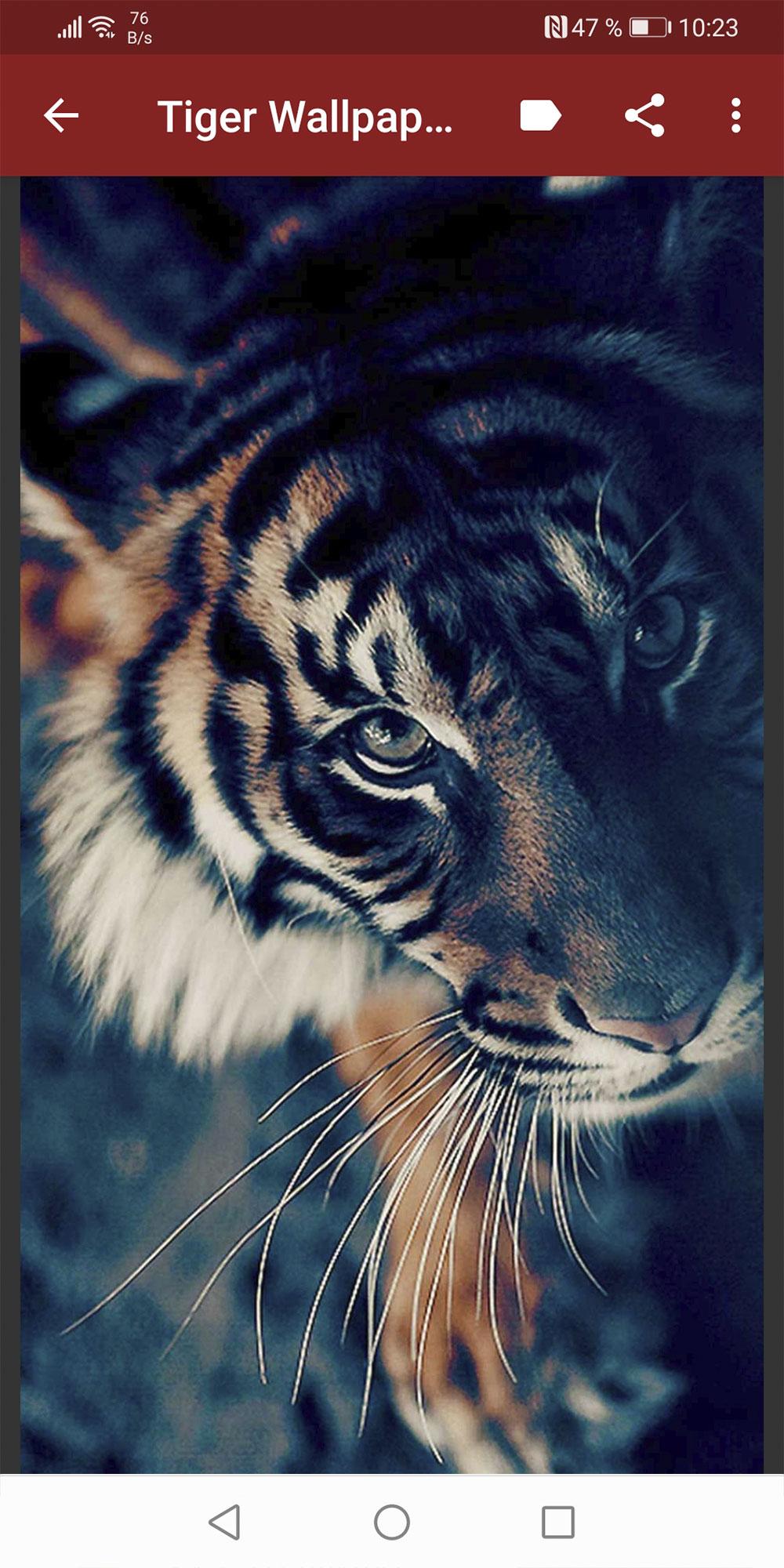 tigri oboi скриншот 4