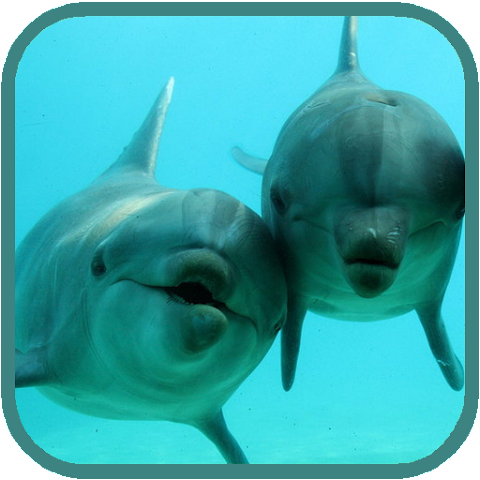 Delfiny HD logo