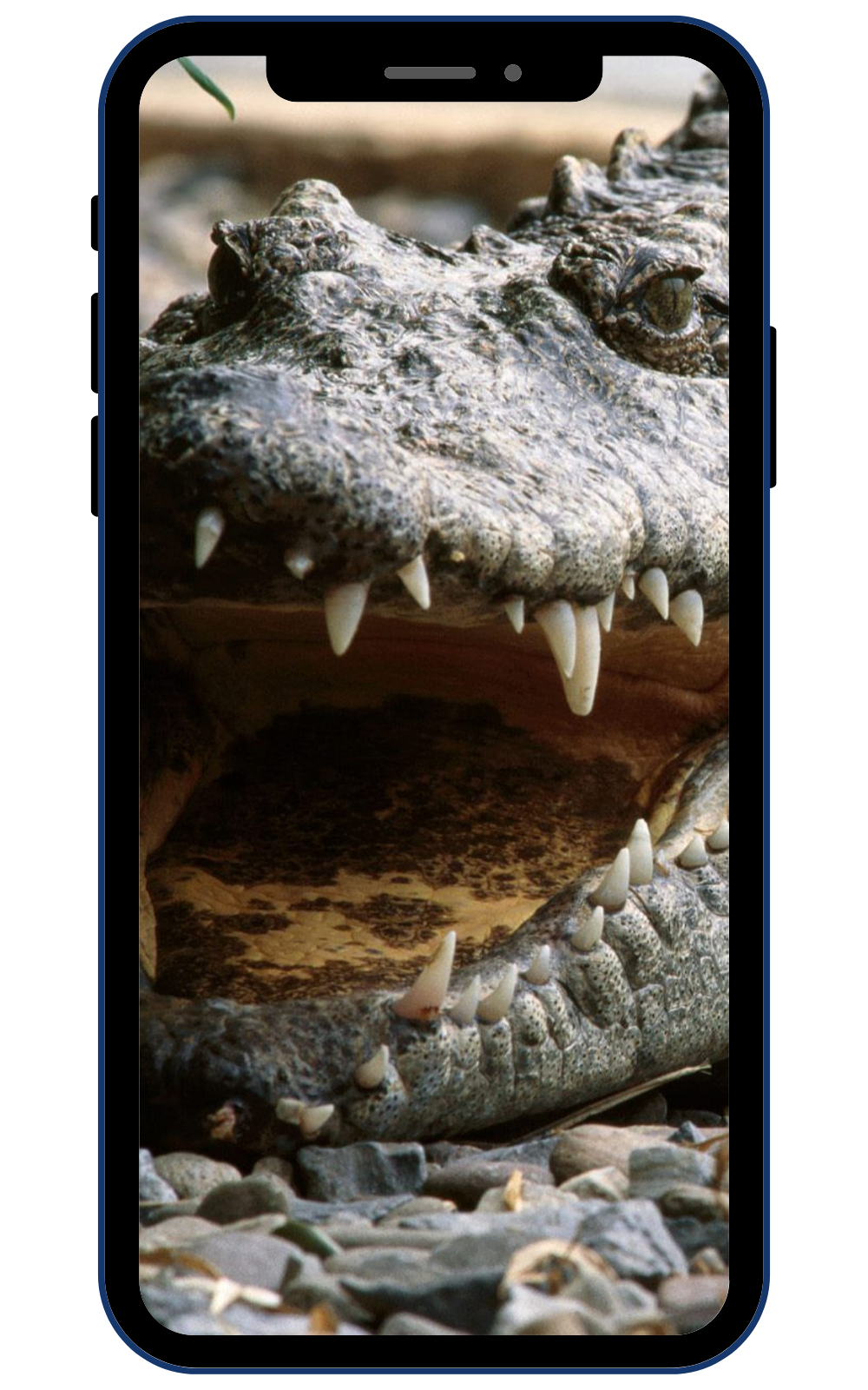 Krokodilnie скриншот 1