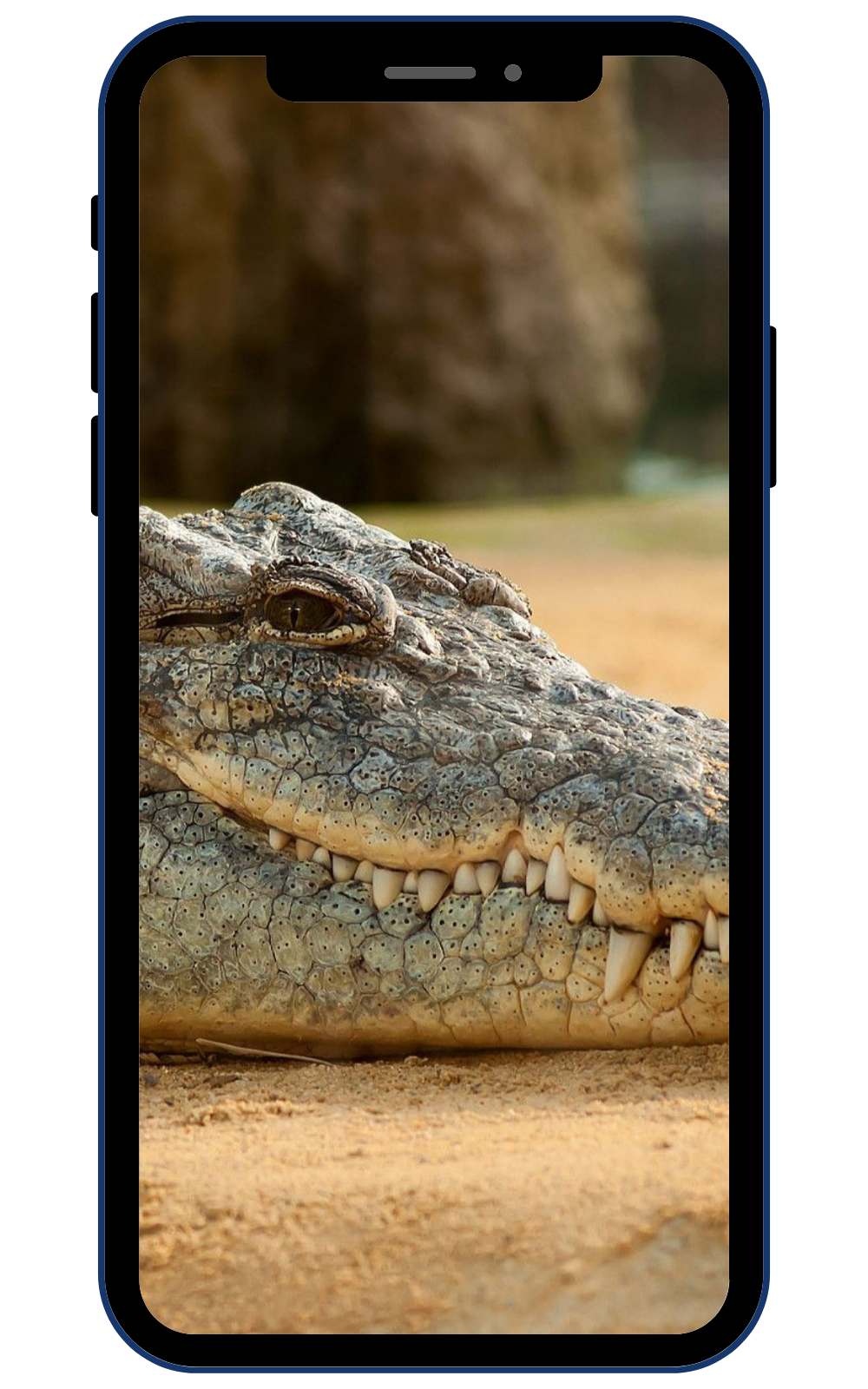 Krokodilnie скриншот 2