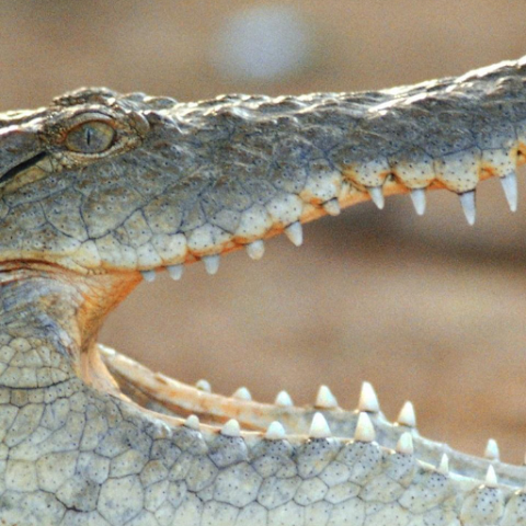 Krokodilnie logo