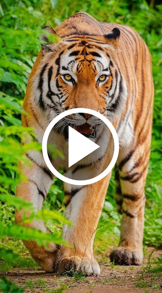 Animal Video скриншот 2