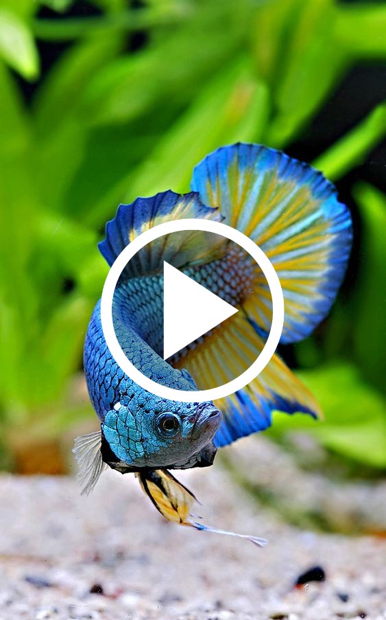 Animal Video скриншот 4