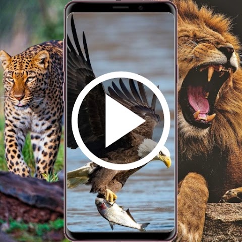 Animal Video logo