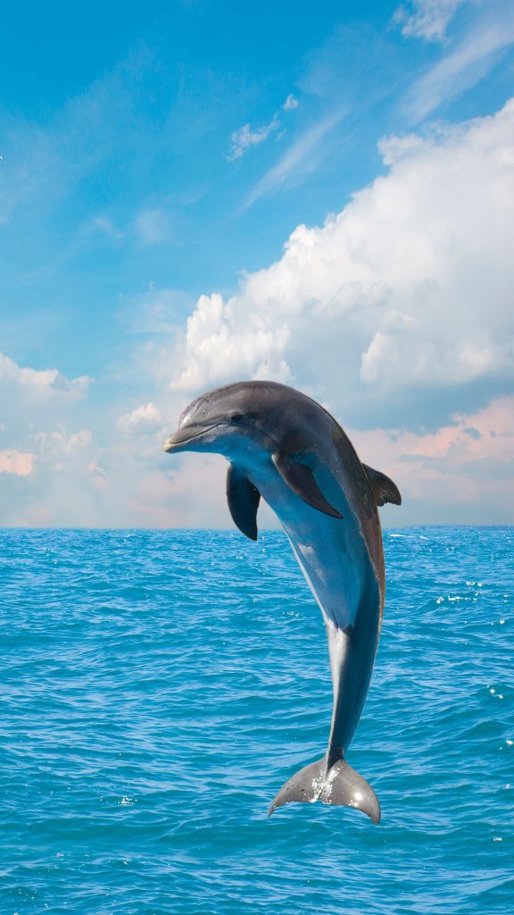 обои дельфин