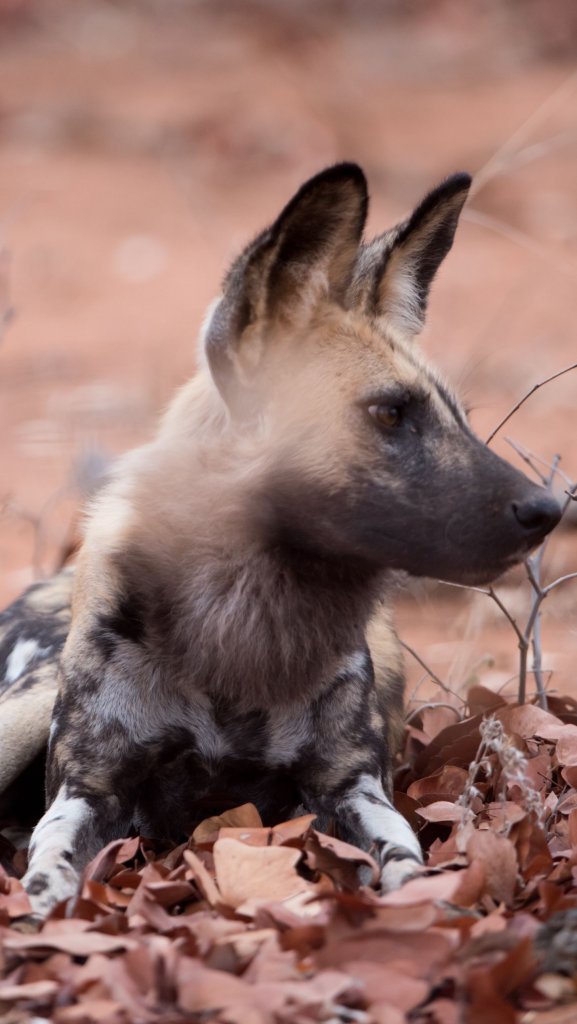 обои африканская собака 