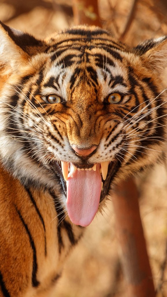 обои улыбка тигра