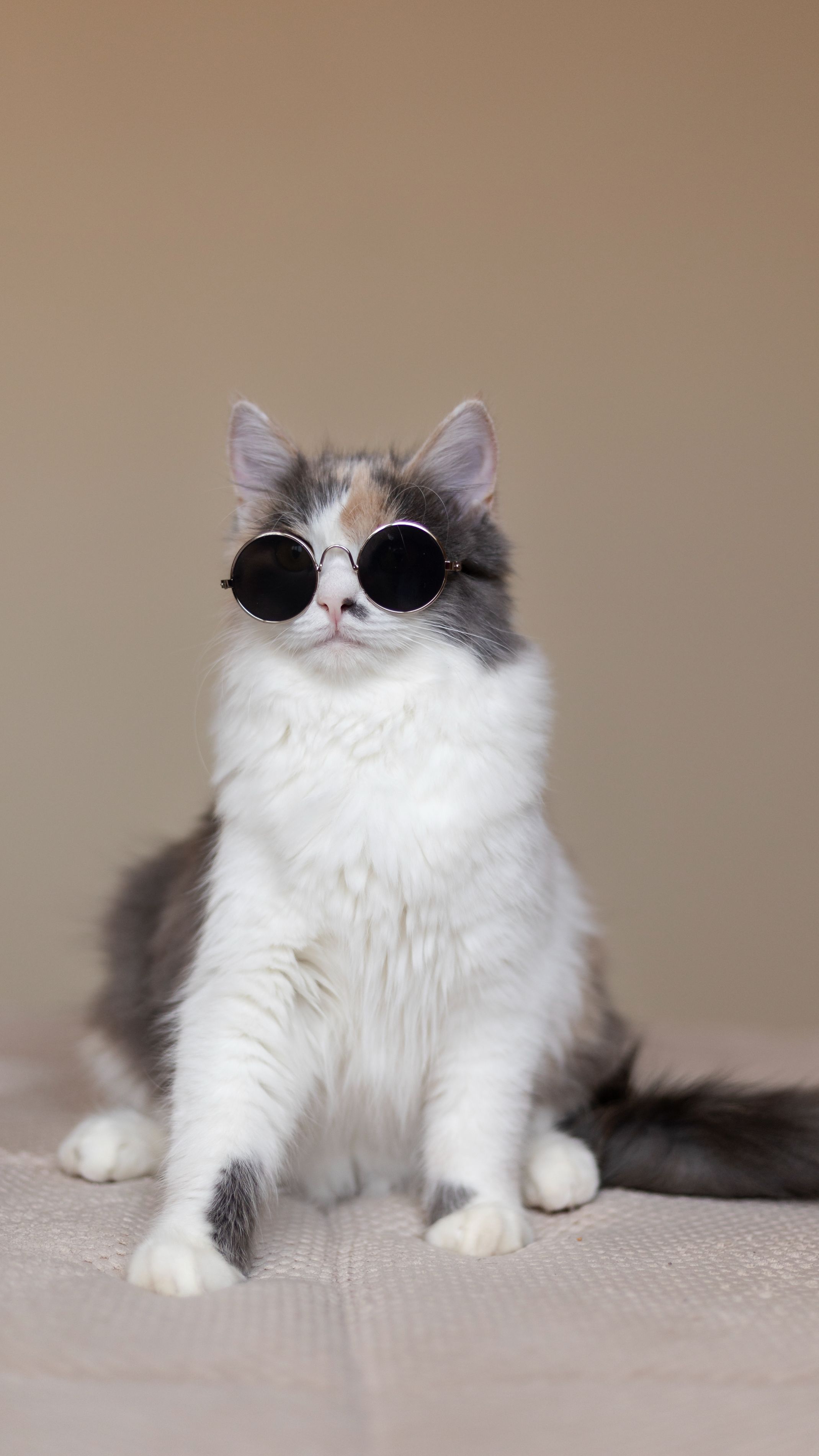 обои кот-босс