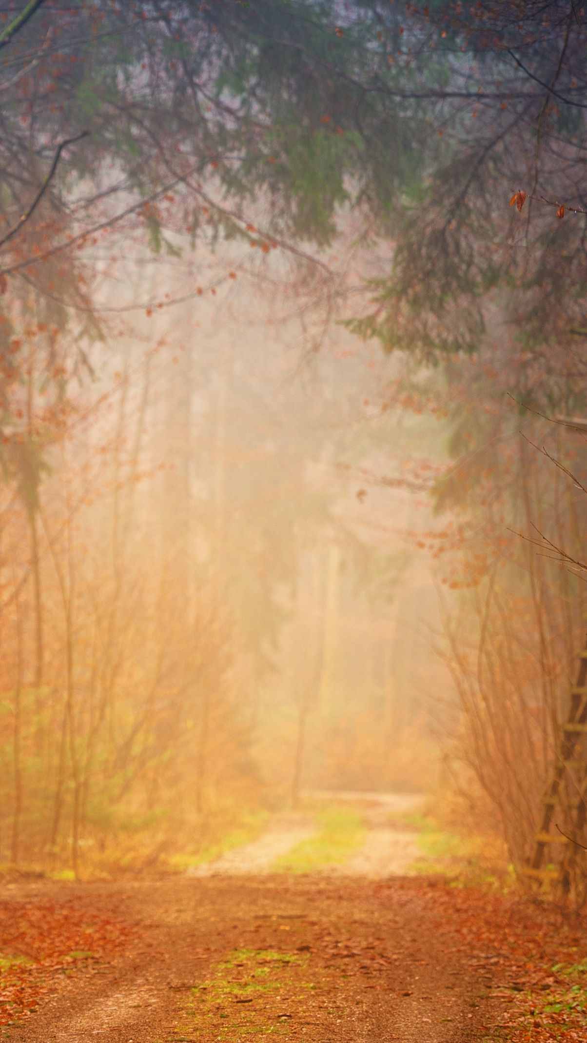 обои лесная дорога