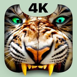 Tigr 4K logo