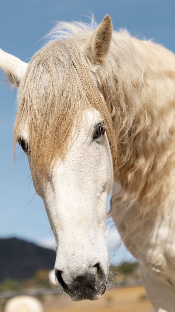 обои белый конь