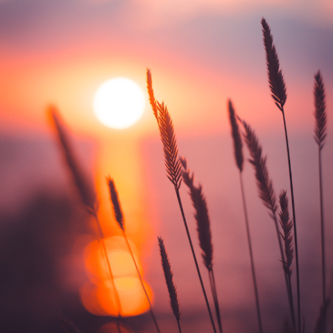 Sunset Wallpaper logo